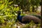 Blue Resting male Indian peacock Pavo cristatus crouches on the ground