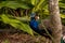 Blue Resting male Indian peacock Pavo cristatus crouches on the ground