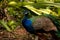 Blue Resting male Indian peacock Pavo cristatus crouches on the ground