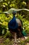 Blue Resting male Indian peacock Pavo cristatus crouches on the ground