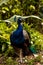 Blue Resting male Indian peacock Pavo cristatus crouches on the ground