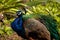 Blue Resting male Indian peacock Pavo cristatus crouches on the ground