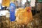 Blue Ribbon Winning Gold Comet Hen Chicken Shown at County Fair