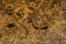 Blue Ridge Dusky Salamander Desmognathus orestes
