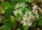 Blue Ridge White Heart Leaved Aster â€“ Eurybia chlorolpis