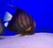 Blue ringed angelfish underwater background