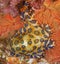 Blue ringed octopus on a shipwreck