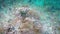 Blue Ringed Octopus Underwater Camouflage Change Macro Close Up Philippines Visayan Sea