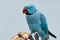 Blue Ringneck Parakeet eating an apple