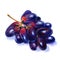Blue ripe grape fruit, bunch isolated, watercolor illustration on white