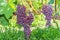 Blue ripe large grapes close-up macro. Grape bush with bunches of berries and green leaves