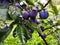 Blue, ripe plum fruits on a branch with leaves on the tree, plums almost ready to harvest