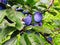 Blue, ripe plum fruits on a branch with leaves on the tree, plums almost ready to harvest