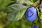 A blue ripe plum with a heart drawn on it. In addition to the ripe plum there is a leaf that is damaged which is in the shape of a