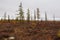 Blue river slow flowing across the fall forest with few  trees such as pine and larch. Autumn on the north with blue sky above. Ye