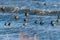 Blue river in windy day and flock of floating birds. The American coot, also known as a mud hen or pouldeau