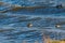 Blue river in windy day and flock of floating birds. The American coot, also known as a mud hen or pouldeau