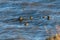 Blue river in windy day and flock of floating birds. The American coot, also known as a mud hen or pouldeau