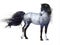 Blue Roan Horse