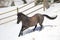 Blue Roan Quarter horse running in the snow.