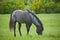 Blue roan quarter horse stud