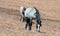 Blue Roan Stallion grazing on Sykes Ridge in the Pryor Mountains Wild Horse Range on the Wyoming Montana state line