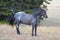 Blue Roan Stallion wild horse mustang on Sykes Ridge in the Pryor Mountains wild horse range in Montana USA