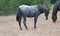 Blue Roan Yearling mare wild horse in the Pryor Mountains Wild Horse Range in Montana USA