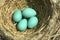 Blue Robin Eggs Bird Nest