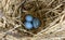 Blue robin eggs in nest