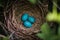 Blue Robin Eggs in a Nest