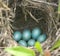 Blue robin eggs in their nest