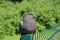 Blue rock pigeon Columba livia Gmelin, portrait in a semi-profile