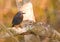 The Blue Rock Thrush