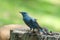 Blue rock thrush