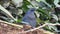 Blue Rock-Thrush bird stay on the mountain in the forest be carefully and alertness all the times