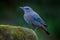 Blue rock thrush(Monticola solitarius)