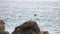 Blue Rock Thrush Monticola Solitarius Taking Off Rocky Stones against Blue Sea