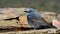 Blue Rock Thrush perched.