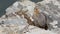 Blue rock thrush on rocks planks.