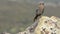 Blue rock thrush on rocks planks.