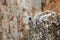 Blue rock thrush upon the rocks of Salto del Gitano, Spain