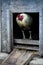 Blue or Rooster standing in a chicken coop door opening