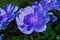 Blue Rosa flower