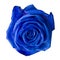 Blue rose.