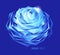 Blue rose