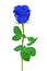 Blue rose