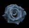 Blue rose on the black isolated background with clipping path. no shadows. Closeup. For design, texture, borders, frame, backgro