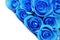 Blue rose flowers