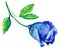 Blue rose in full bloom